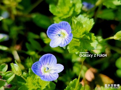 【四月物語】+花