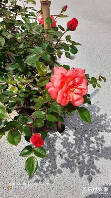 【四月物語】+偶遇花草