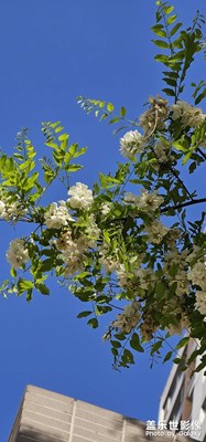 北方的槐花開了