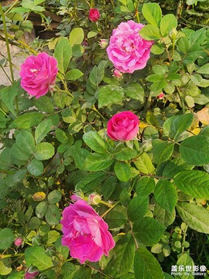 我踏山臨水，追尋你一世光輝