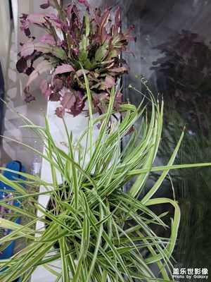 【四月物語】盆栽