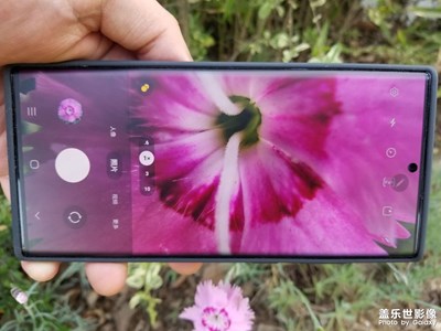 日常隨拍之（花心）