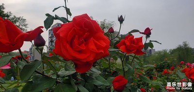 【四月物語】+月季