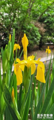 黃色的鳶尾花
