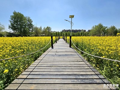 【相約春天】油菜花開