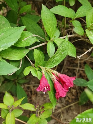 孩子小區(qū)拍的花??