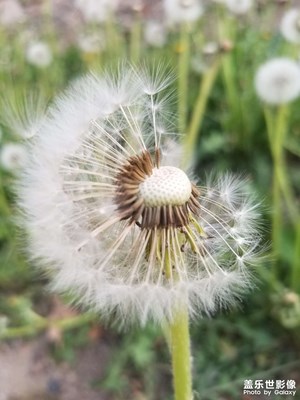 【相約春天】蒲公英