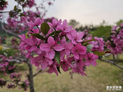 京城四月，鮮花盛開(kāi)