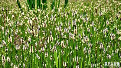 【相約春天】+春光美