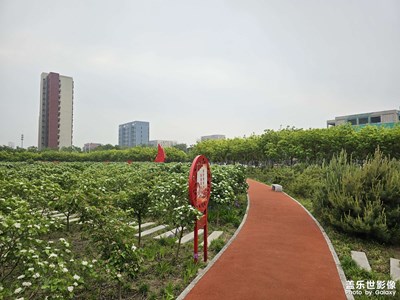 雙擁公園山楂樹