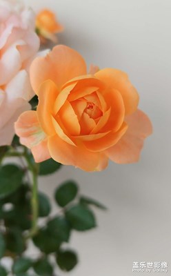 【相約春天】百花盛開