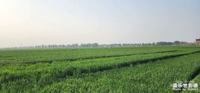 一望無際的麥田