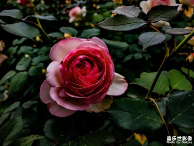 嗯，還是路邊拍的。