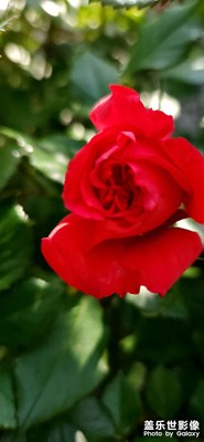 花花世界花花心