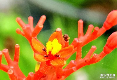 【相約春天】+一花一世界