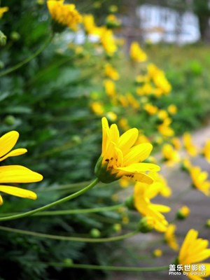 任務(wù)帖，拍幾張小花