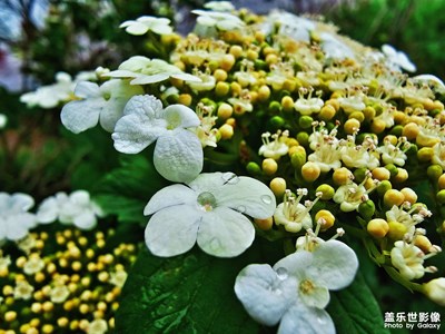 【相約春天】雨后園博園隨拍