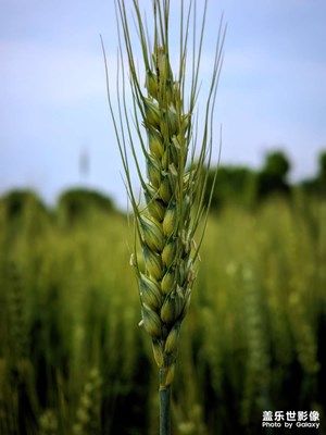 鄉(xiāng)下田間