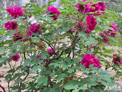 北京植物園一日游