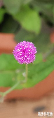 【相約春天】+隨處可見一點(diǎn)紅