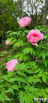 植物園的牡丹花