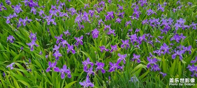 花花草草