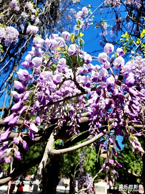 紫藤花開了