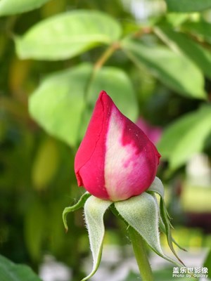 【我的五一】誰不喜歡花呢