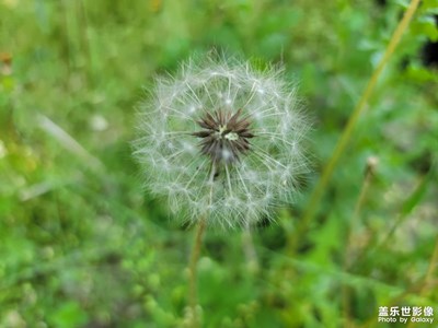 今天拍攝了薺薺菜??????