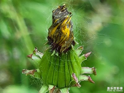 薺薺菜小花朵??
