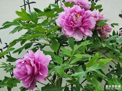 【至生活】+無奈之舉