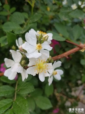 【我的五一】植物園路邊的小花