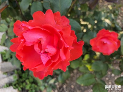 【我的五一】+逛逛月季花