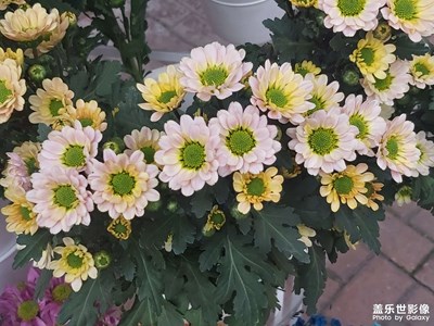 【至生活】+歡樂生活