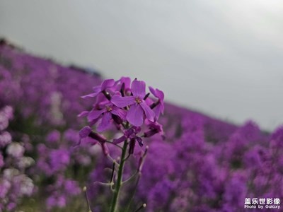 【我的五一】衡湖灣，大地花海
