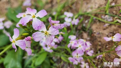 【五一隨拍】家長的花花