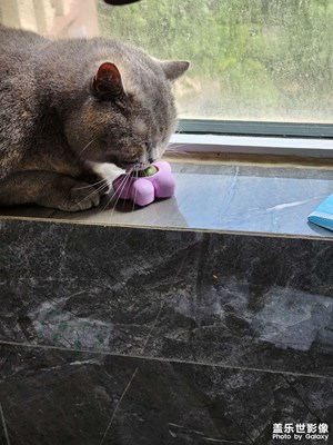 給貓咪買的小禮物