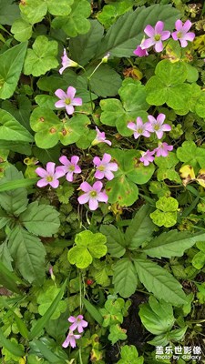 淋一場春尾的潑墨，暈出夏天的底色。