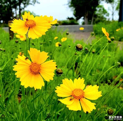 【我的五一】雨中小黃花