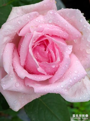 【五一隨拍】小花