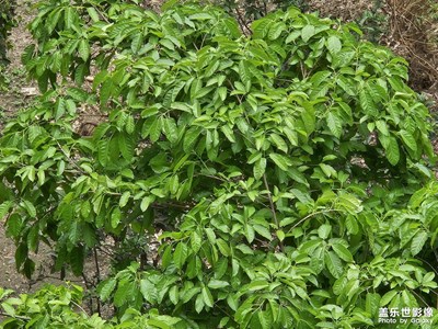 【我的五一】記錄生活中的綠植