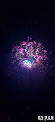 被花叢包圍的彩燈