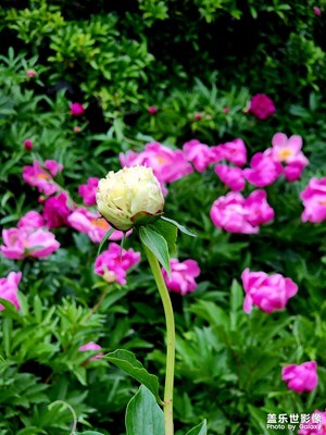 【我的五一】+公園賞花