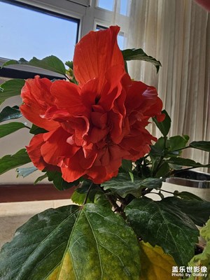 牡丹花開