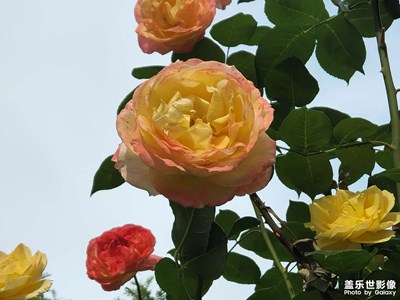 【我的五一】向往的生活