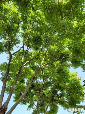 【五一隨拍】美景盡收眼底