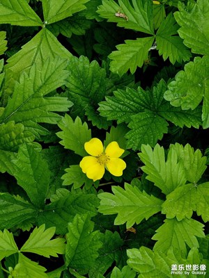 一朵小黃花