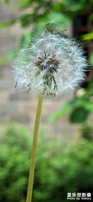 蒲公英
