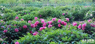 【初夏】+游三里河濕地公園
