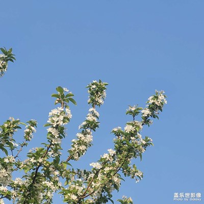 靜靜的開放